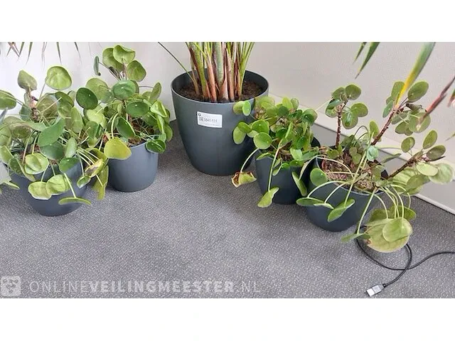 6x plant in pot - afbeelding 3 van  4