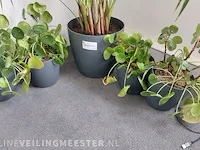 6x plant in pot - afbeelding 3 van  4