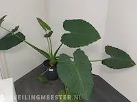 6x plant in pot - afbeelding 4 van  4