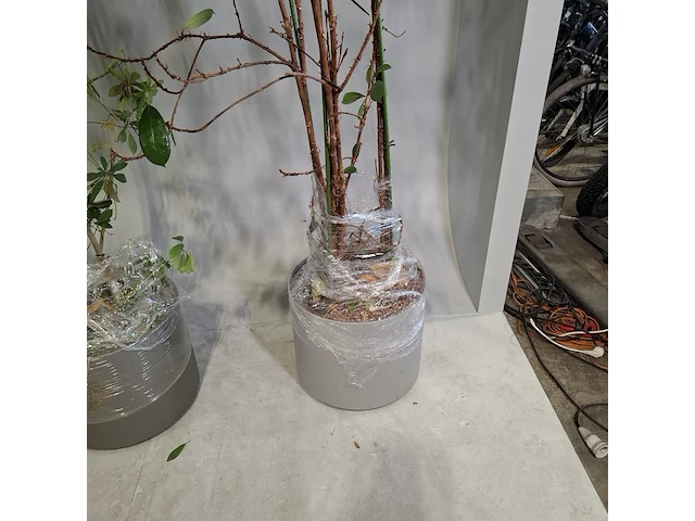 6x plant in pot - afbeelding 2 van  16