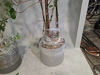 6x plant in pot - afbeelding 2 van  16