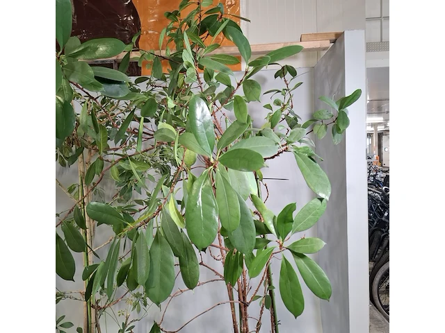 6x plant in pot - afbeelding 3 van  16