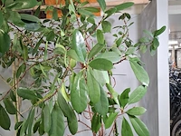 6x plant in pot - afbeelding 3 van  16