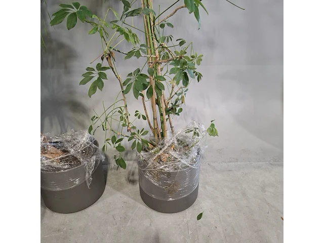6x plant in pot - afbeelding 4 van  16