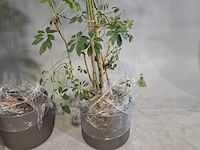 6x plant in pot - afbeelding 4 van  16