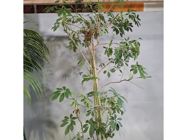 6x plant in pot - afbeelding 5 van  16