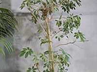 6x plant in pot - afbeelding 5 van  16