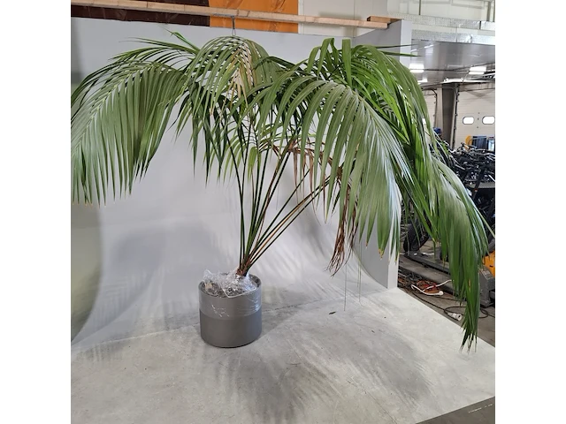 6x plant in pot - afbeelding 6 van  16