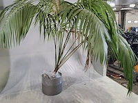 6x plant in pot - afbeelding 6 van  16