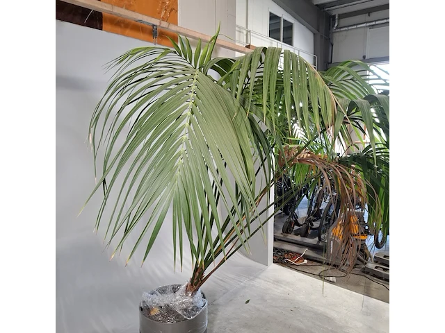 6x plant in pot - afbeelding 7 van  16
