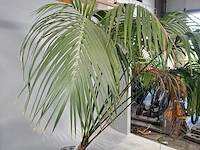6x plant in pot - afbeelding 7 van  16