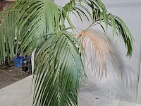 6x plant in pot - afbeelding 8 van  16