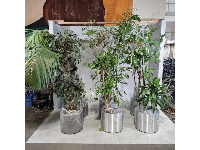 6x plant in pot - afbeelding 1 van  16
