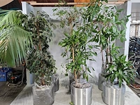 6x plant in pot - afbeelding 1 van  16