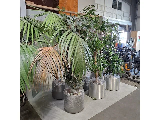 6x plant in pot - afbeelding 9 van  16