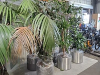 6x plant in pot - afbeelding 9 van  16