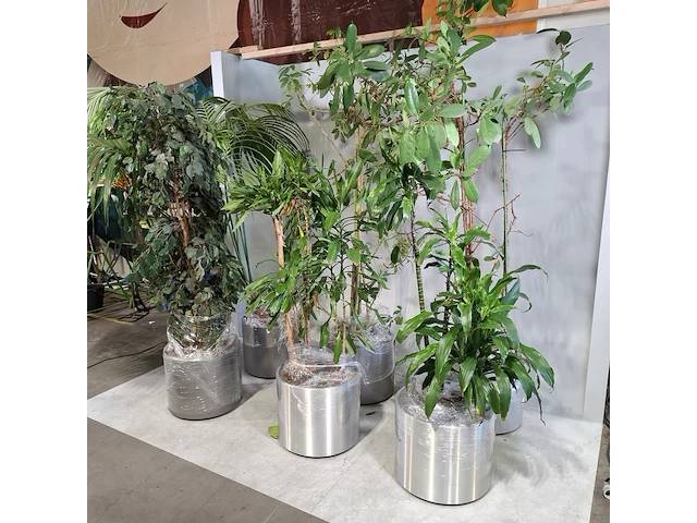 6x plant in pot - afbeelding 10 van  16