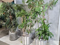 6x plant in pot - afbeelding 10 van  16