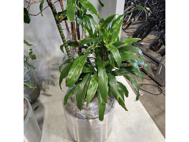 6x plant in pot - afbeelding 11 van  16