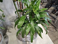 6x plant in pot - afbeelding 11 van  16