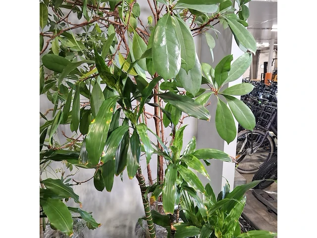 6x plant in pot - afbeelding 12 van  16