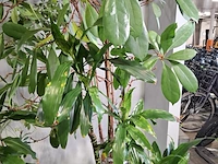 6x plant in pot - afbeelding 12 van  16