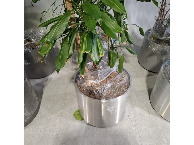 6x plant in pot - afbeelding 13 van  16