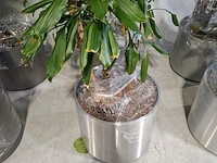 6x plant in pot - afbeelding 13 van  16