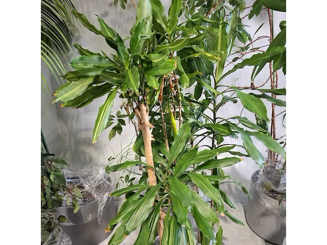 6x plant in pot - afbeelding 14 van  16