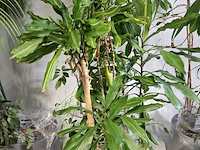 6x plant in pot - afbeelding 14 van  16