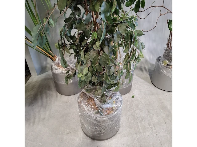 6x plant in pot - afbeelding 15 van  16