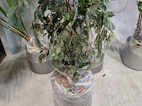 6x plant in pot - afbeelding 15 van  16