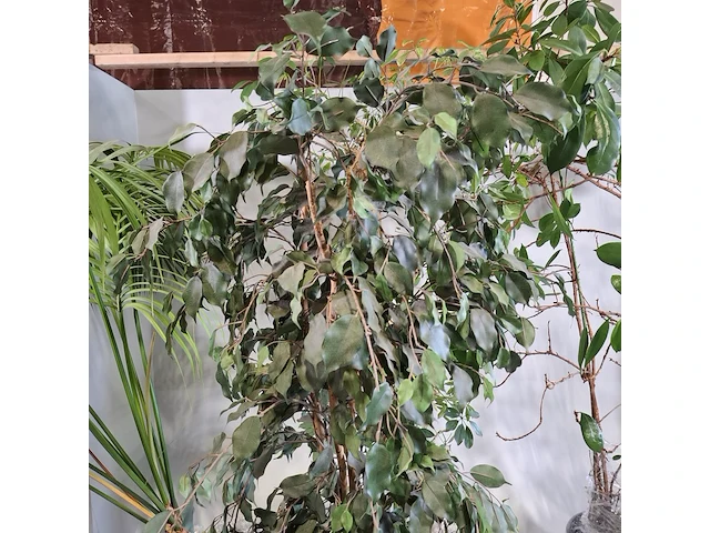 6x plant in pot - afbeelding 16 van  16