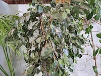 6x plant in pot - afbeelding 16 van  16