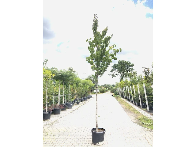 6x sierkers prunus 'rancho', bloesemboom, roze bloei, ca. 4 m hoog - afbeelding 1 van  3