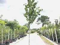 6x sierkers prunus 'rancho', bloesemboom, roze bloei, ca. 4 m hoog - afbeelding 1 van  3