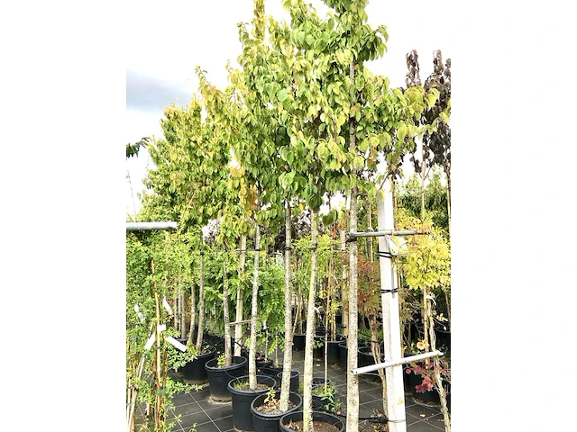 6x sierkers prunus 'rancho', bloesemboom, roze bloei, ca. 4 m hoog - afbeelding 2 van  3