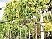 6x sierkers prunus 'rancho', bloesemboom, roze bloei, ca. 4 m hoog - afbeelding 2 van  3