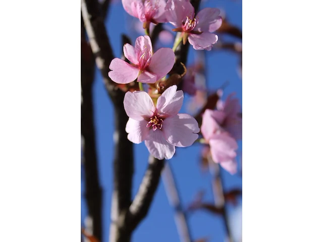6x sierkers prunus 'rancho', bloesemboom, roze bloei, ca. 4 m hoog - afbeelding 3 van  3