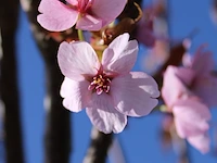 6x sierkers prunus 'rancho', bloesemboom, roze bloei, ca. 4 m hoog - afbeelding 3 van  3