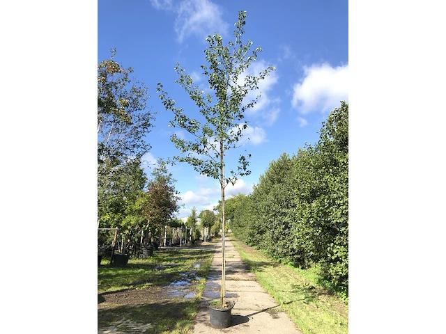 6x witte els alnus incana, ca. 4 m hoog - afbeelding 1 van  2