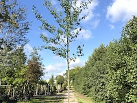 6x witte els alnus incana, ca. 4 m hoog - afbeelding 1 van  2