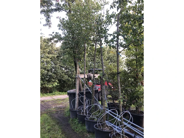6x witte els alnus incana, ca. 4 m hoog - afbeelding 2 van  2