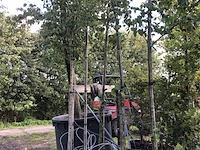 6x witte els alnus incana, ca. 4 m hoog - afbeelding 2 van  2