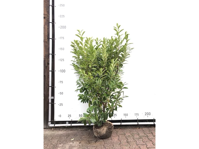 75x laurierkers prunus 'novita', haagplant, wintergroen, ca. 50 m1 haag - afbeelding 1 van  2