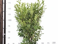 75x laurierkers prunus 'novita', haagplant, wintergroen, ca. 50 m1 haag - afbeelding 1 van  2