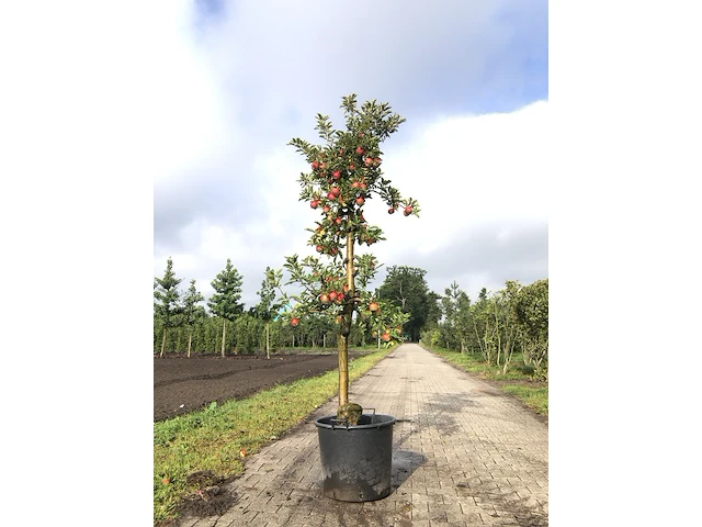 8x appelboom malus 'elstar', fruitgaardboom, vruchtdragend, ca. 200-250 cm hoog - afbeelding 1 van  2
