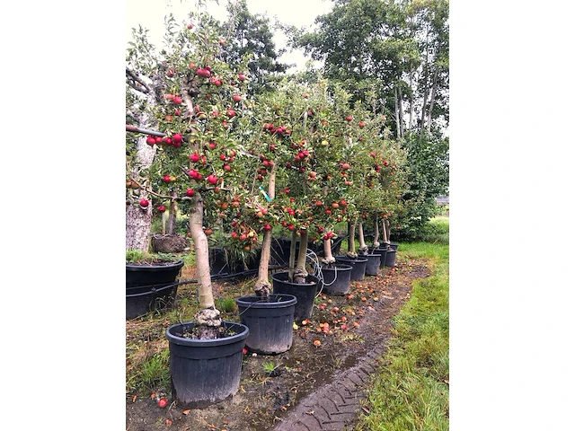 8x appelboom malus 'elstar', fruitgaardboom, vruchtdragend, ca. 200-250 cm hoog - afbeelding 2 van  2