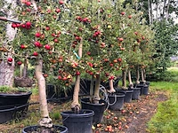 8x appelboom malus 'elstar', fruitgaardboom, vruchtdragend, ca. 200-250 cm hoog - afbeelding 2 van  2
