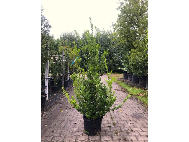 8x japanse hulst ilex 'green hedge', haagplant, wintergroen, ca. 125-175 cm hoog - afbeelding 1 van  1